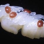 Nấm có thể cứu đàn ong